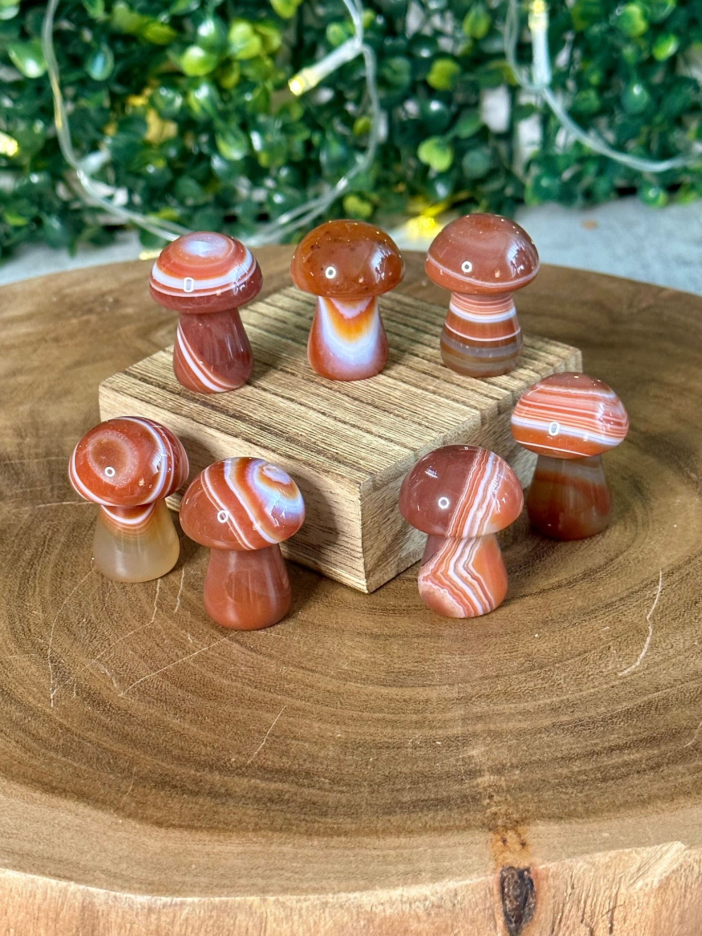 Small Carnelian Banded Mushroom
