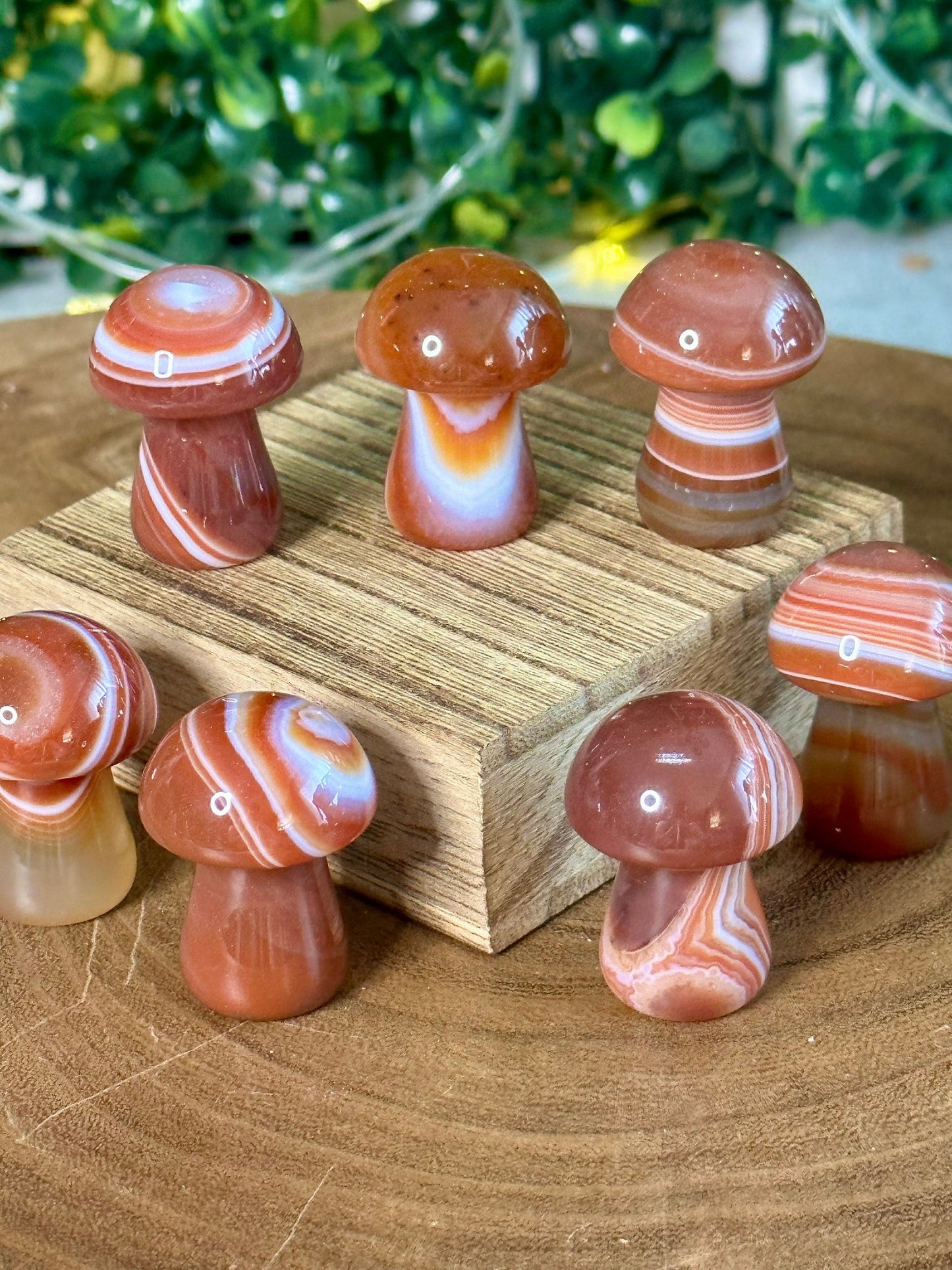 Small Carnelian Banded Mushroom