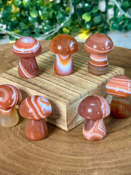 Small Carnelian Banded Mushroom
